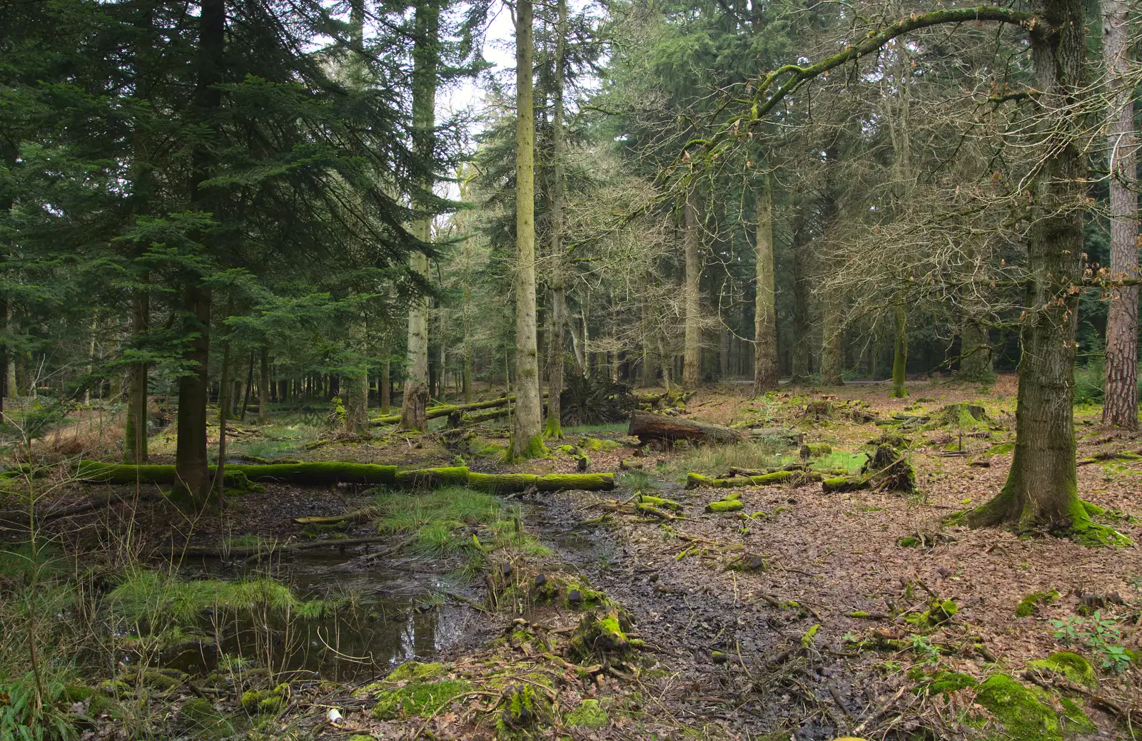 Pine trees in the New Forest, from The Ornamental Drive, Rhinefield, New Forest - 20th March 2013