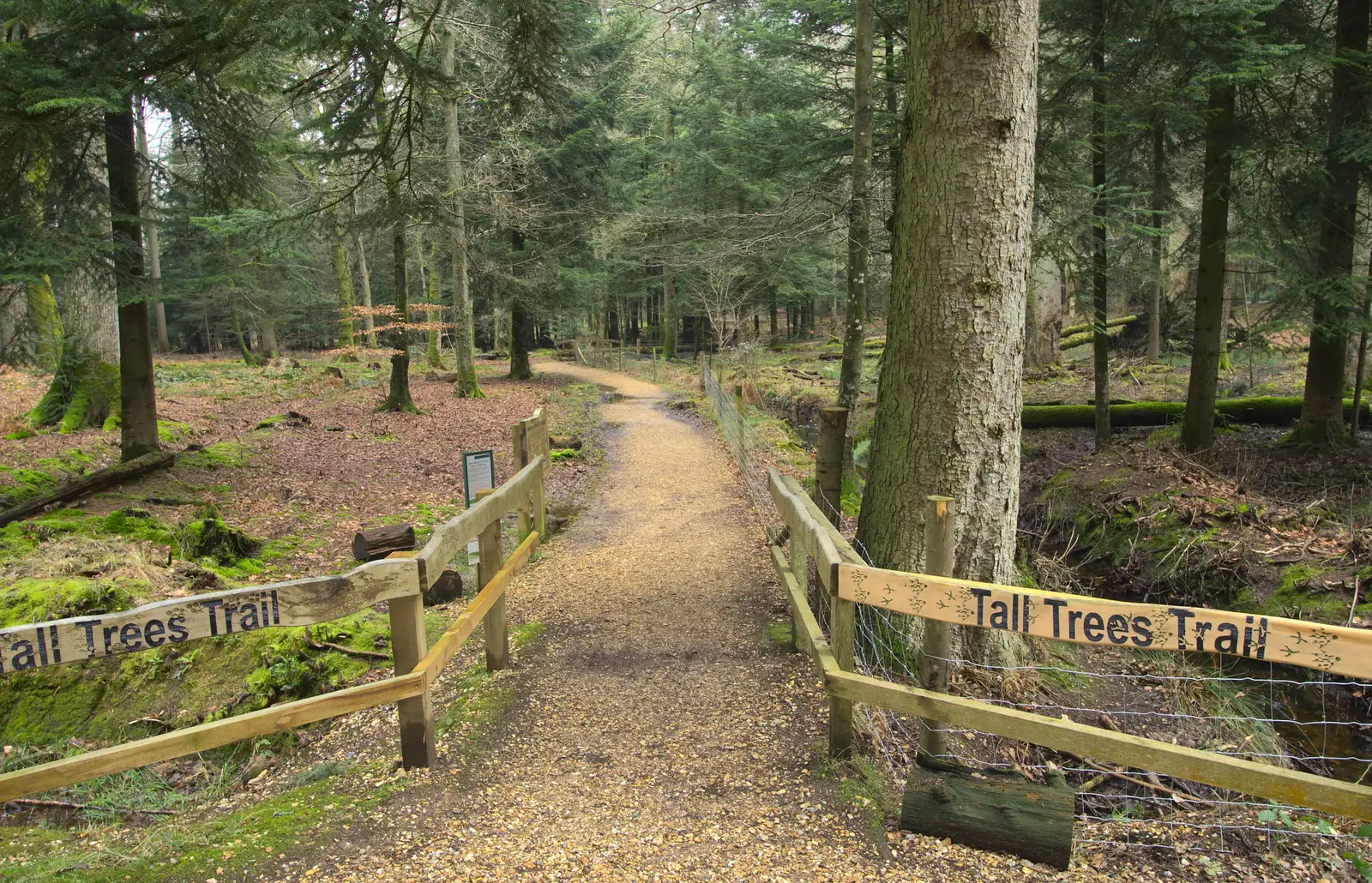 The Tall Trees trail, from The Ornamental Drive, Rhinefield, New Forest - 20th March 2013