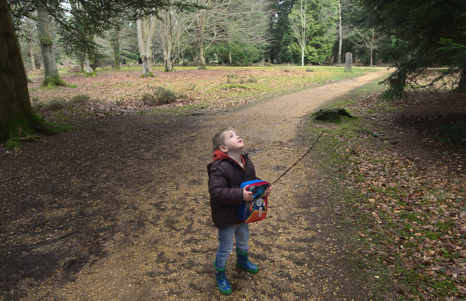 Fred looks up at the Redwoods from The Ornamental Drive, Rhinefield, New Forest - 20th March 2013