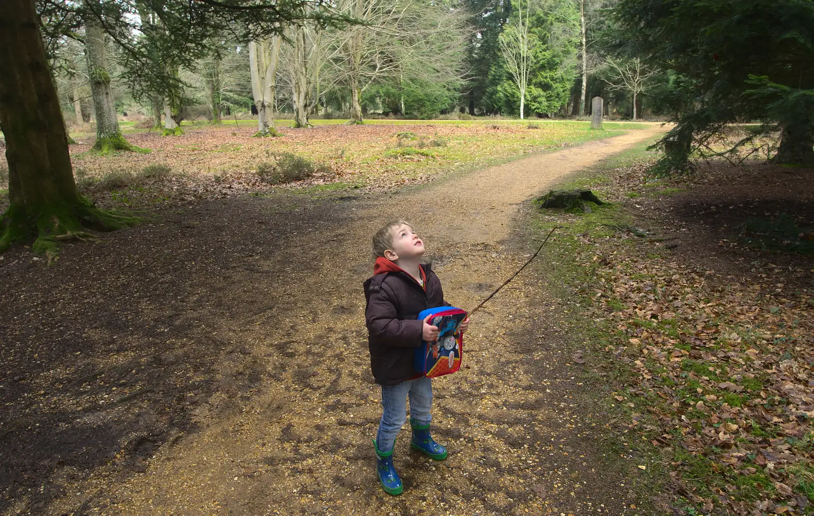 Fred looks up at the Redwoods, from The Ornamental Drive, Rhinefield, New Forest - 20th March 2013