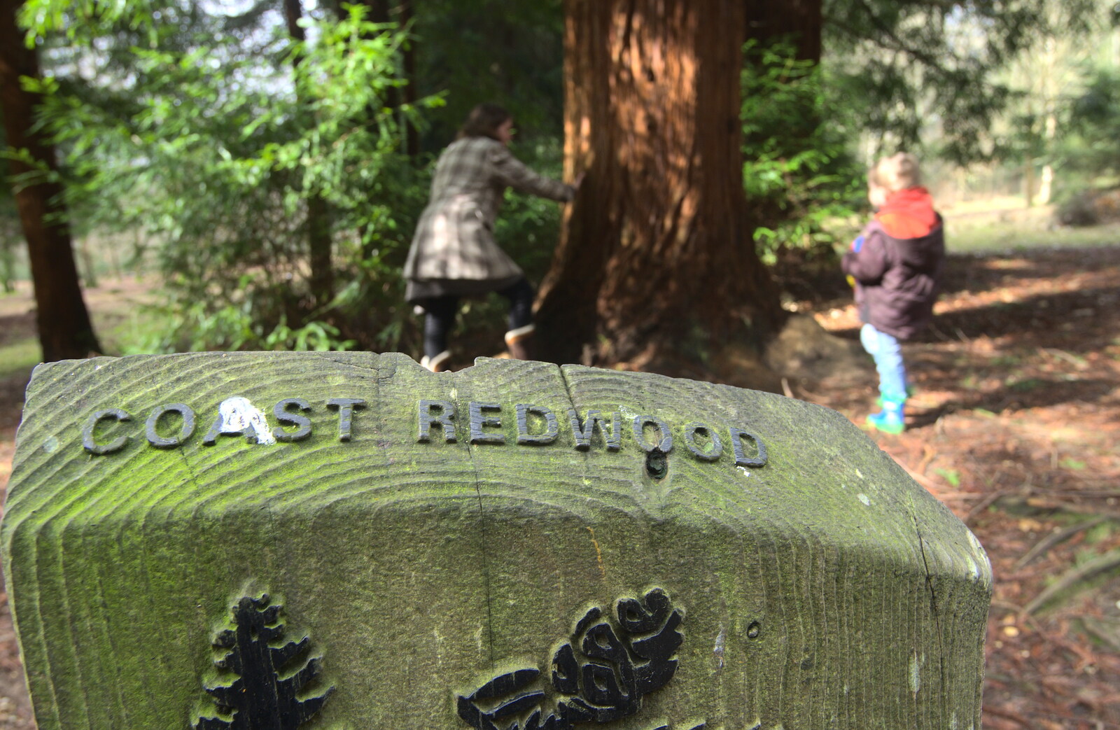 A Coast Redwood sign from The Ornamental Drive, Rhinefield, New Forest - 20th March 2013