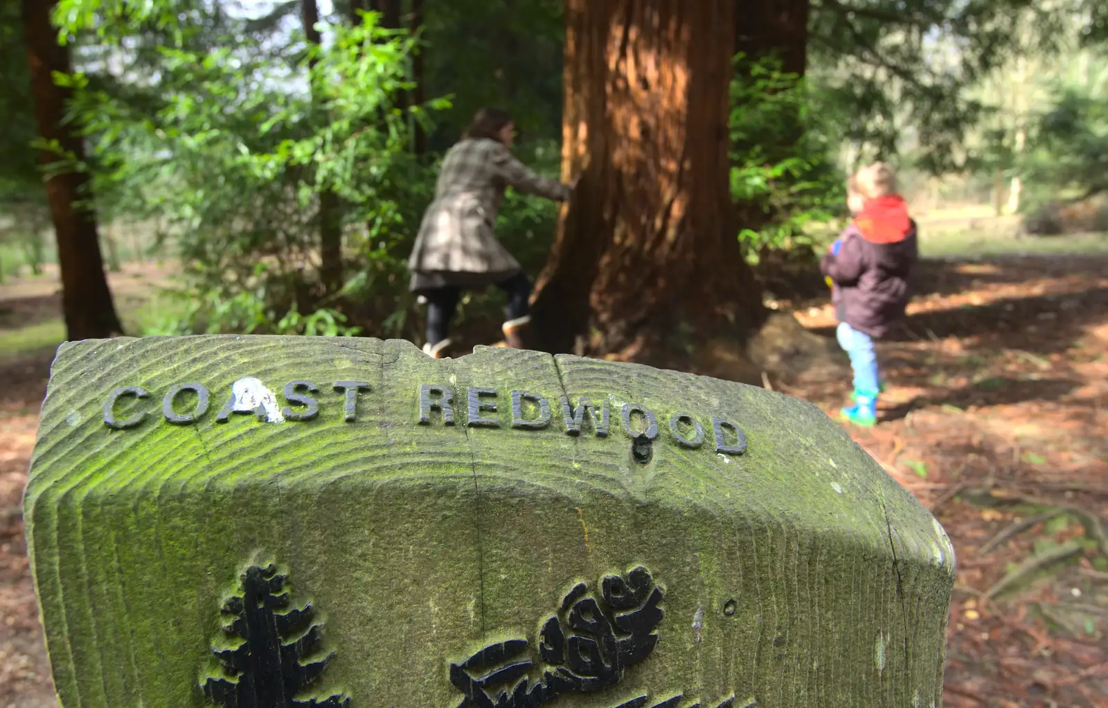 A Coast Redwood sign, from The Ornamental Drive, Rhinefield, New Forest - 20th March 2013