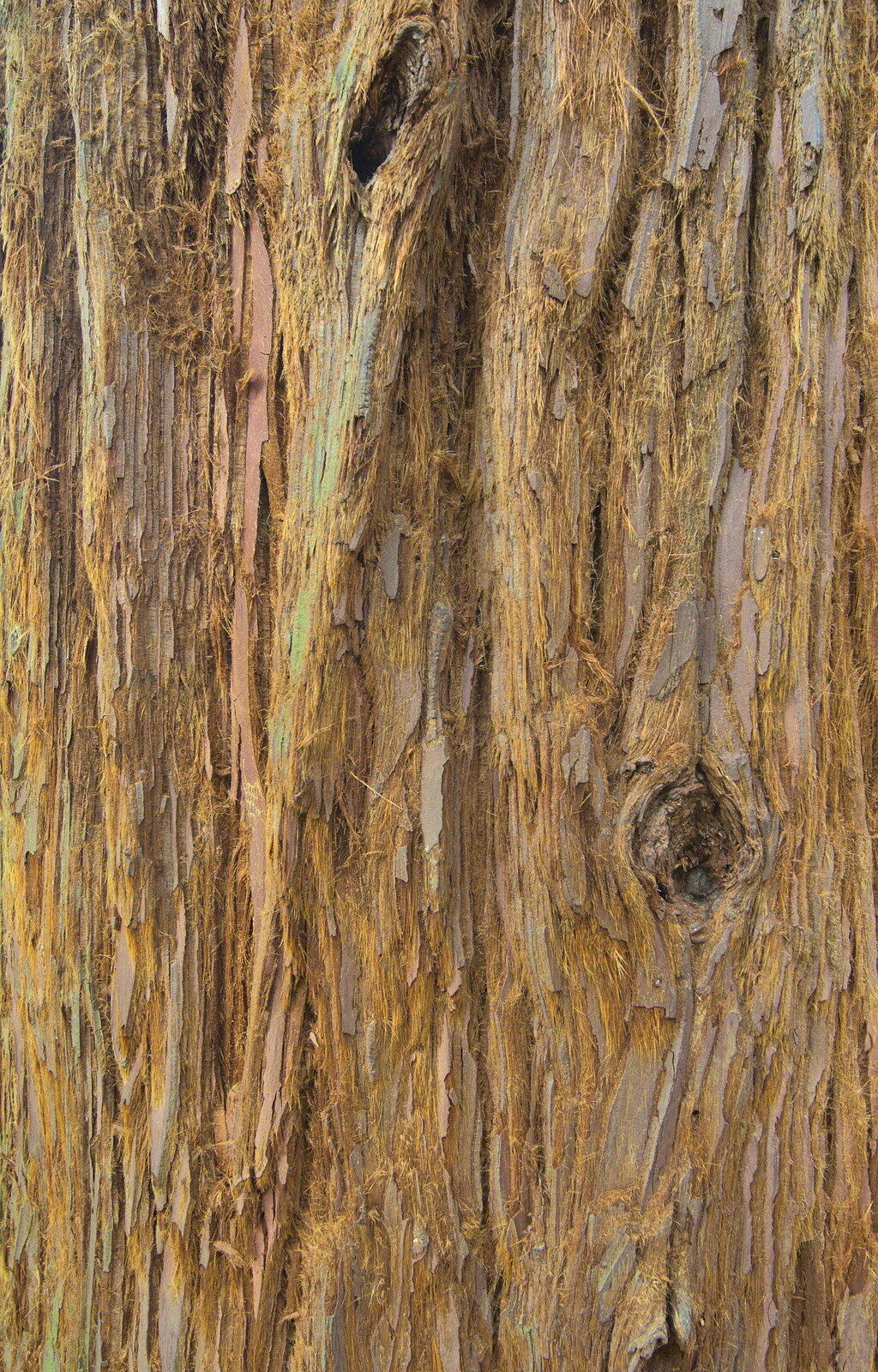 Redwood's hairy bark from The Ornamental Drive, Rhinefield, New Forest - 20th March 2013