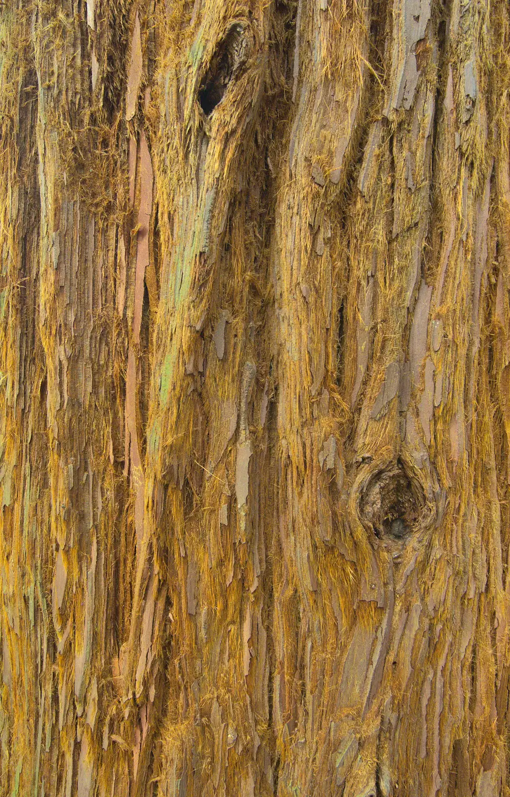 Redwood's hairy bark, from The Ornamental Drive, Rhinefield, New Forest - 20th March 2013