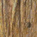 Redwood's hairy bark, The Ornamental Drive, Rhinefield, New Forest - 20th March 2013