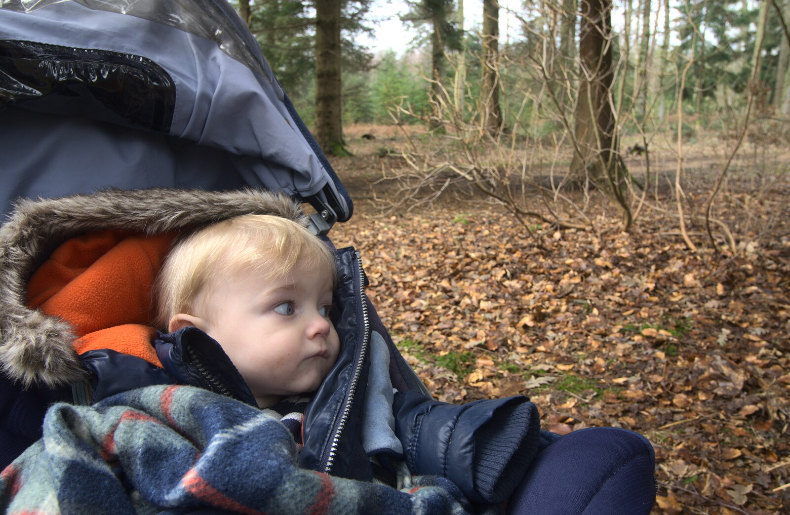 Harry looks out at the forest from The Ornamental Drive, Rhinefield, New Forest - 20th March 2013