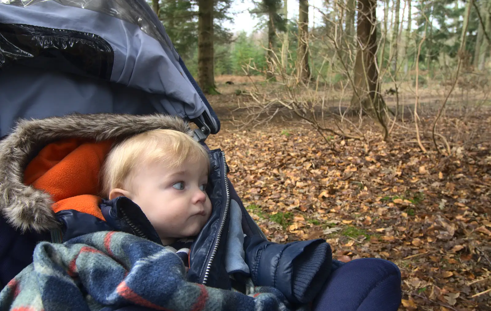 Harry looks out at the forest, from The Ornamental Drive, Rhinefield, New Forest - 20th March 2013