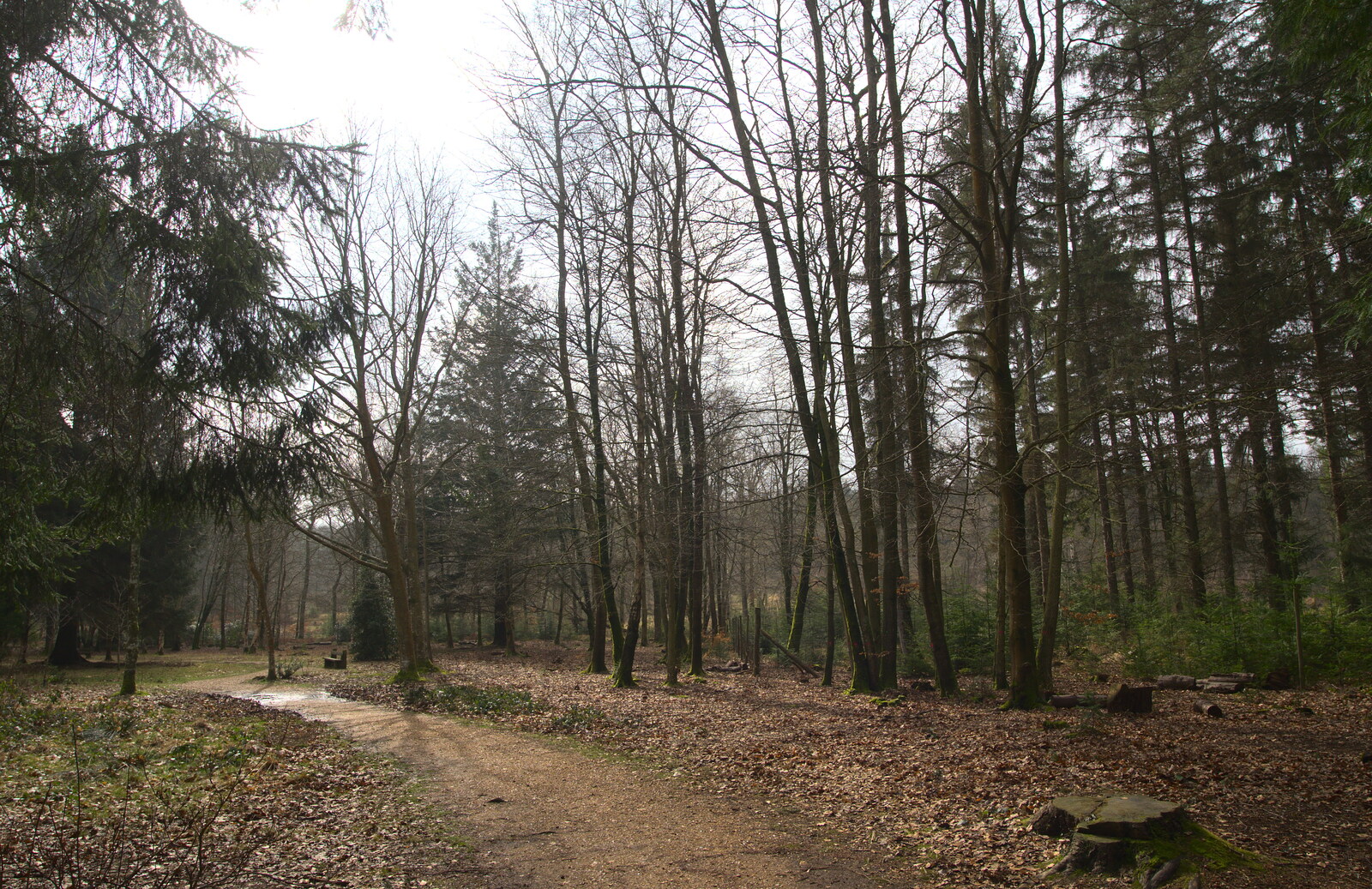 Another forest scene from The Ornamental Drive, Rhinefield, New Forest - 20th March 2013