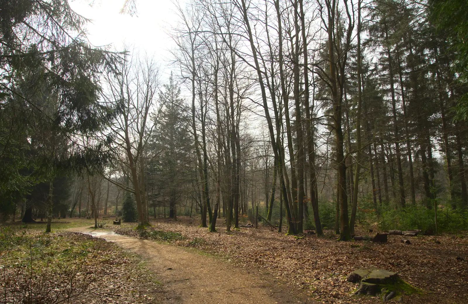 Another forest scene, from The Ornamental Drive, Rhinefield, New Forest - 20th March 2013