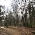Another forest scene, The Ornamental Drive, Rhinefield, New Forest - 20th March 2013