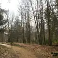 Another forest scene, The Ornamental Drive, Rhinefield, New Forest - 20th March 2013