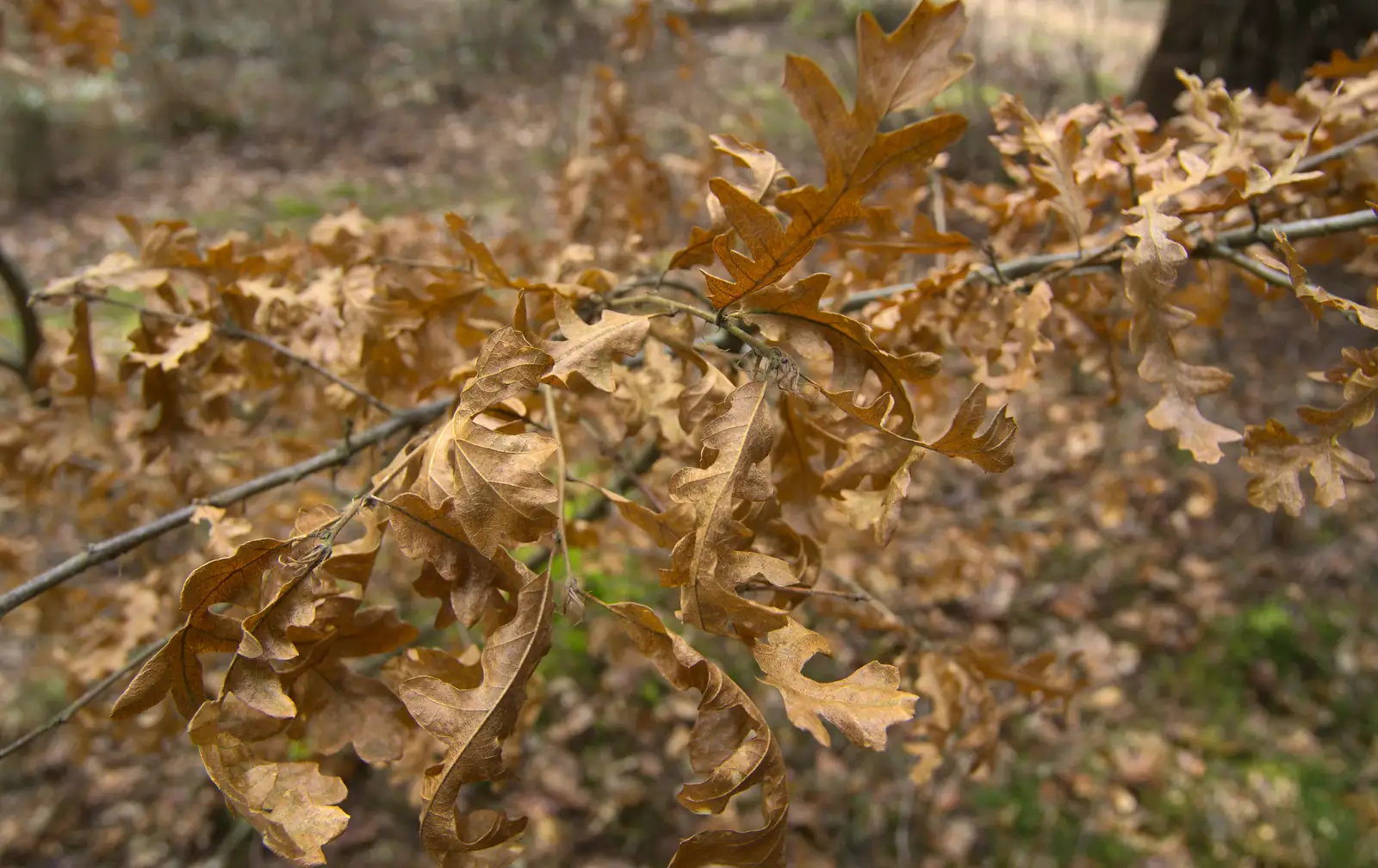 The previous year's autumn leaves, from The Ornamental Drive, Rhinefield, New Forest - 20th March 2013