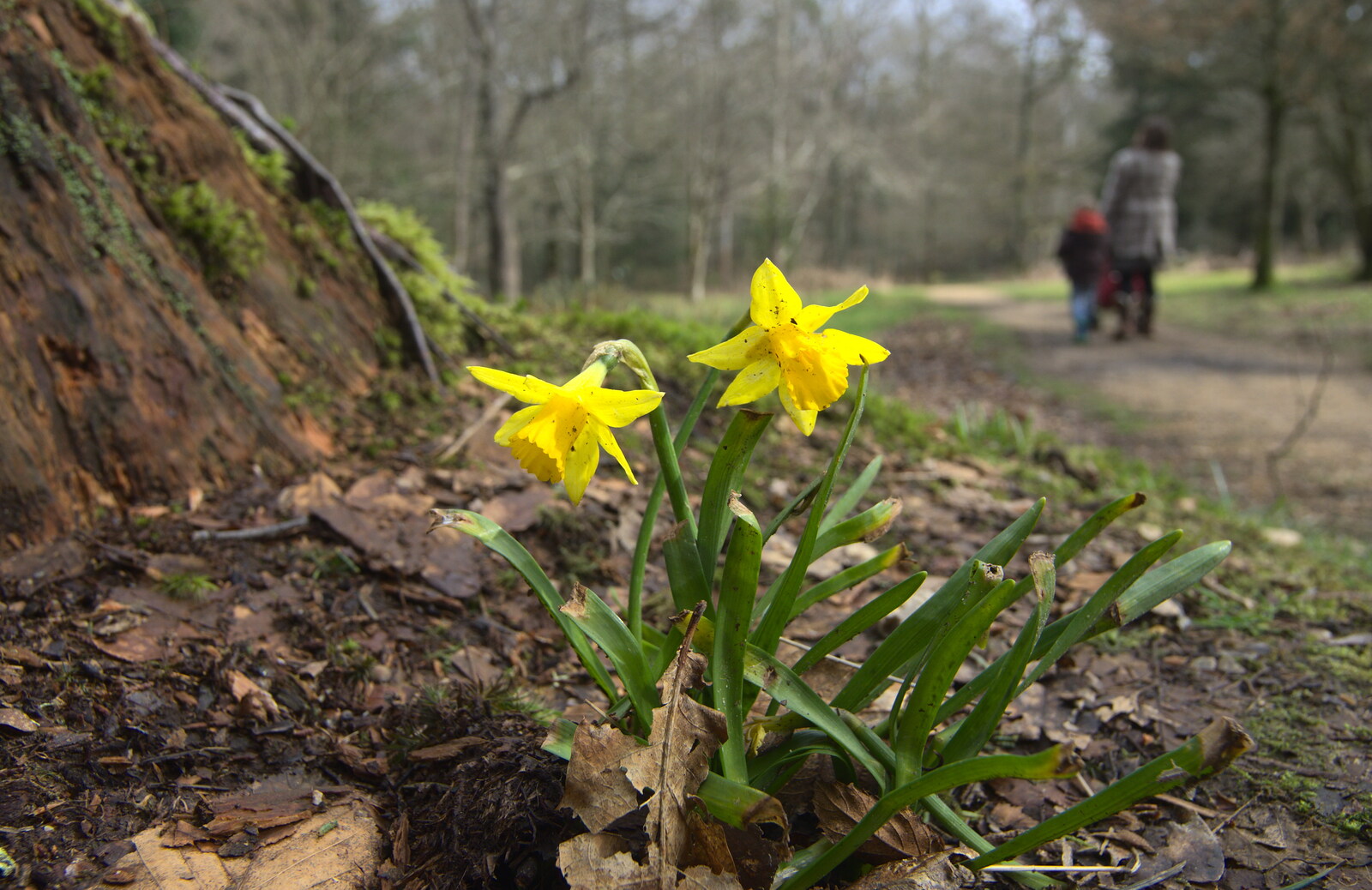 A couple of daffodils from The Ornamental Drive, Rhinefield, New Forest - 20th March 2013