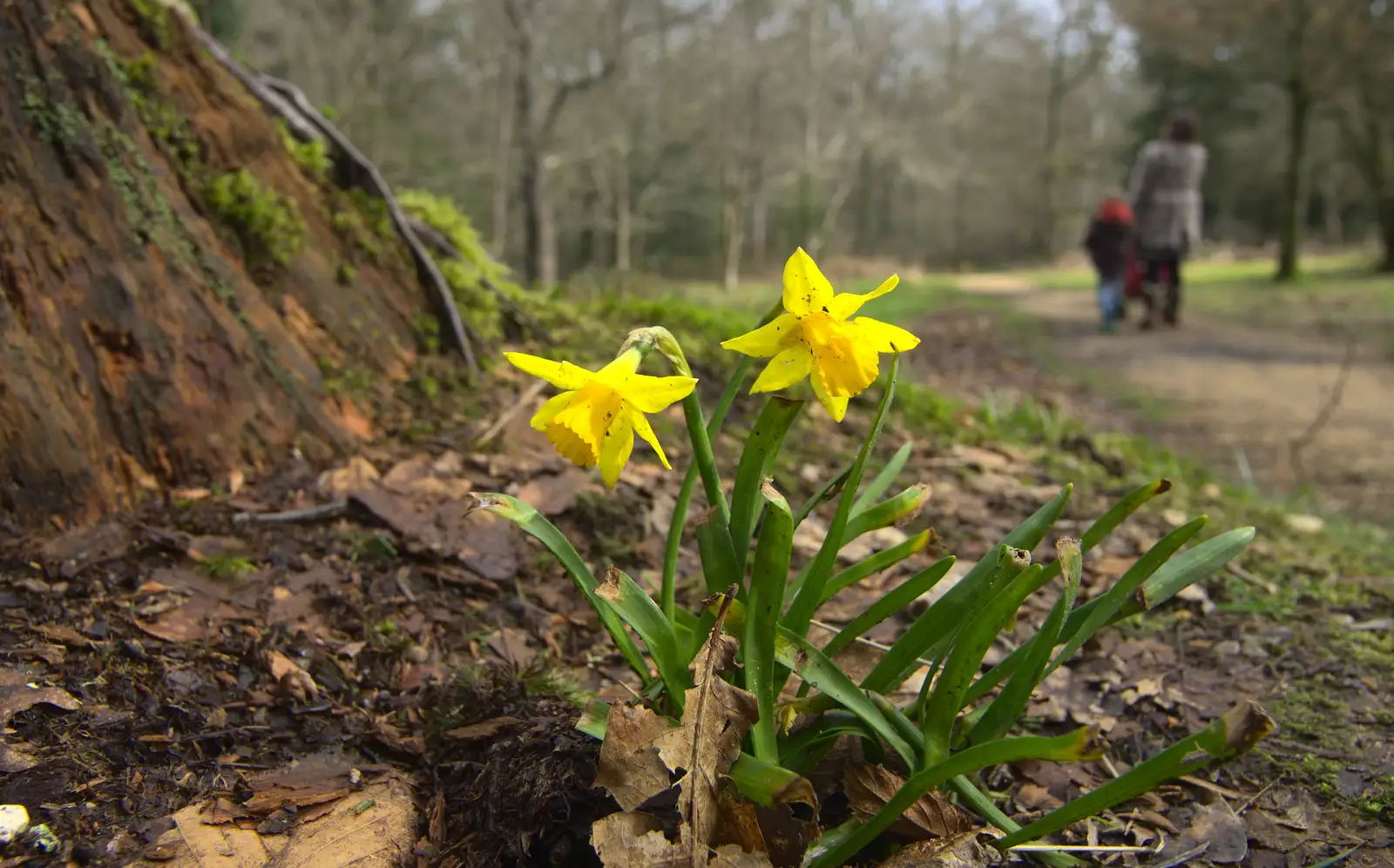 A couple of daffodils, from The Ornamental Drive, Rhinefield, New Forest - 20th March 2013