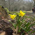 A couple of daffodils, The Ornamental Drive, Rhinefield, New Forest - 20th March 2013