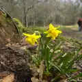 A couple of daffodils, The Ornamental Drive, Rhinefield, New Forest - 20th March 2013