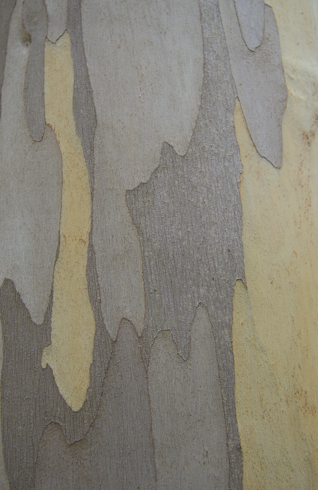Interesting eucalyptus bark from The Ornamental Drive, Rhinefield, New Forest - 20th March 2013