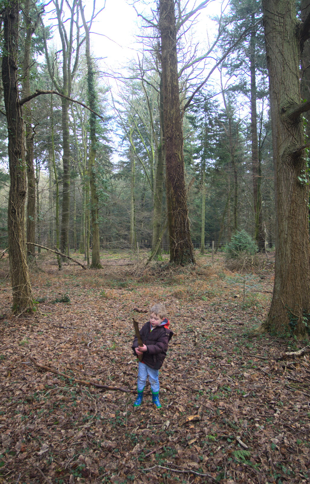 A small Fred surrounded by tall trees from The Ornamental Drive, Rhinefield, New Forest - 20th March 2013