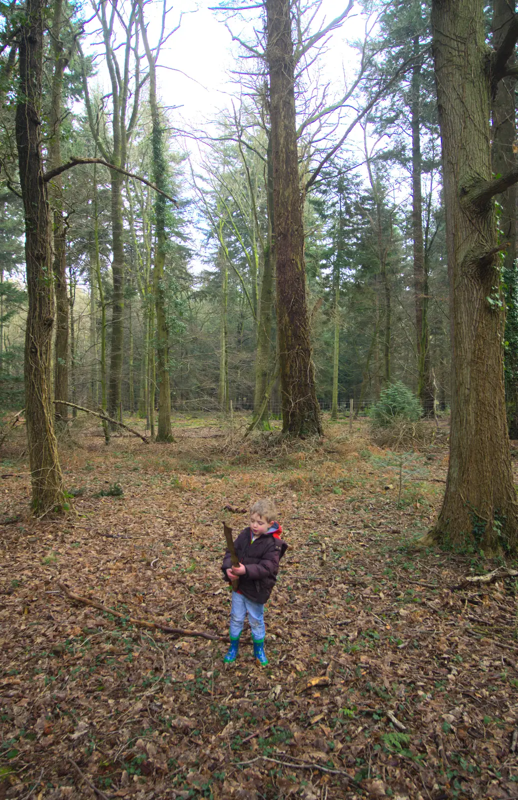 A small Fred surrounded by tall trees, from The Ornamental Drive, Rhinefield, New Forest - 20th March 2013