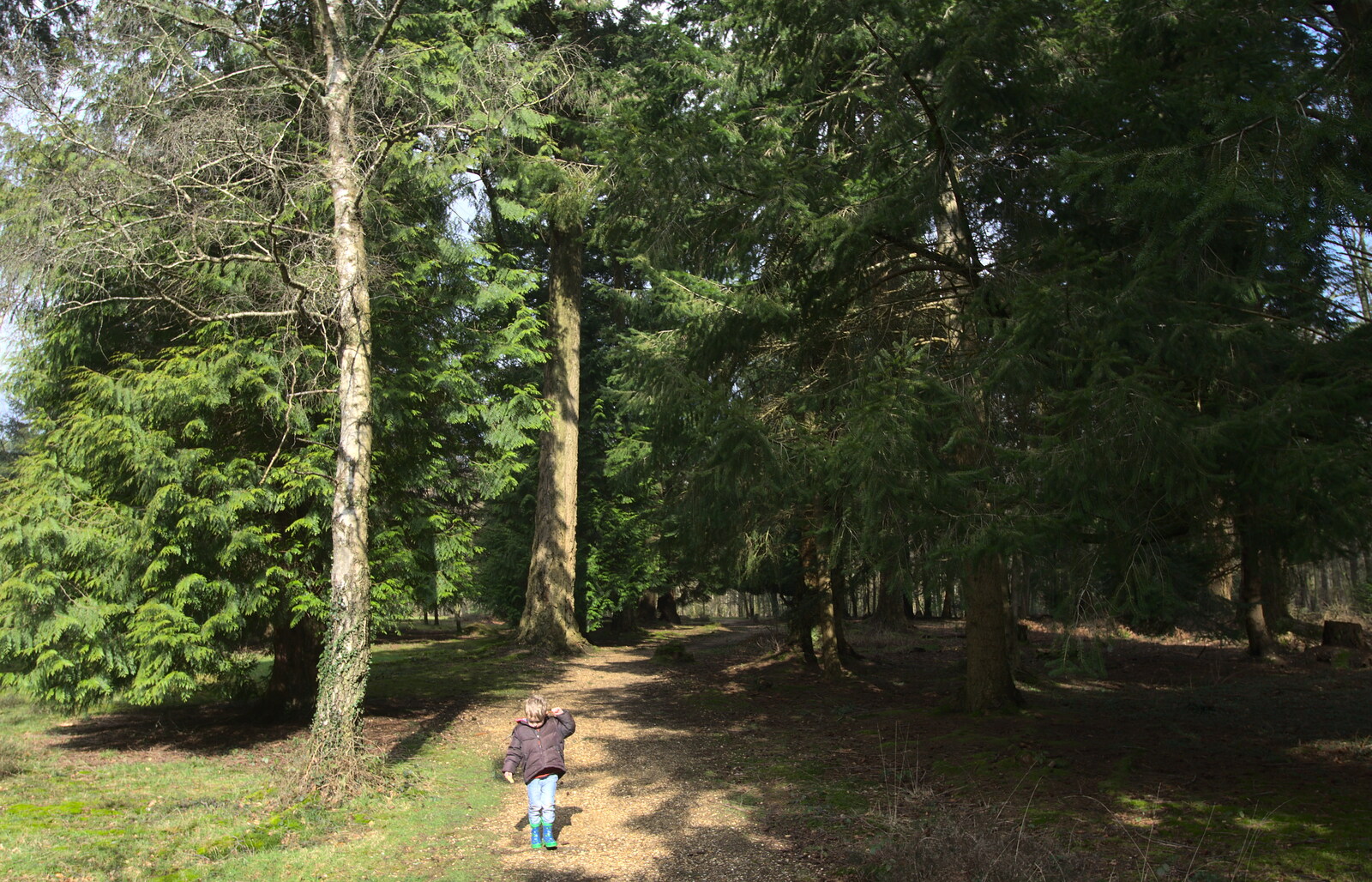 Walking through the woods from The Ornamental Drive, Rhinefield, New Forest - 20th March 2013
