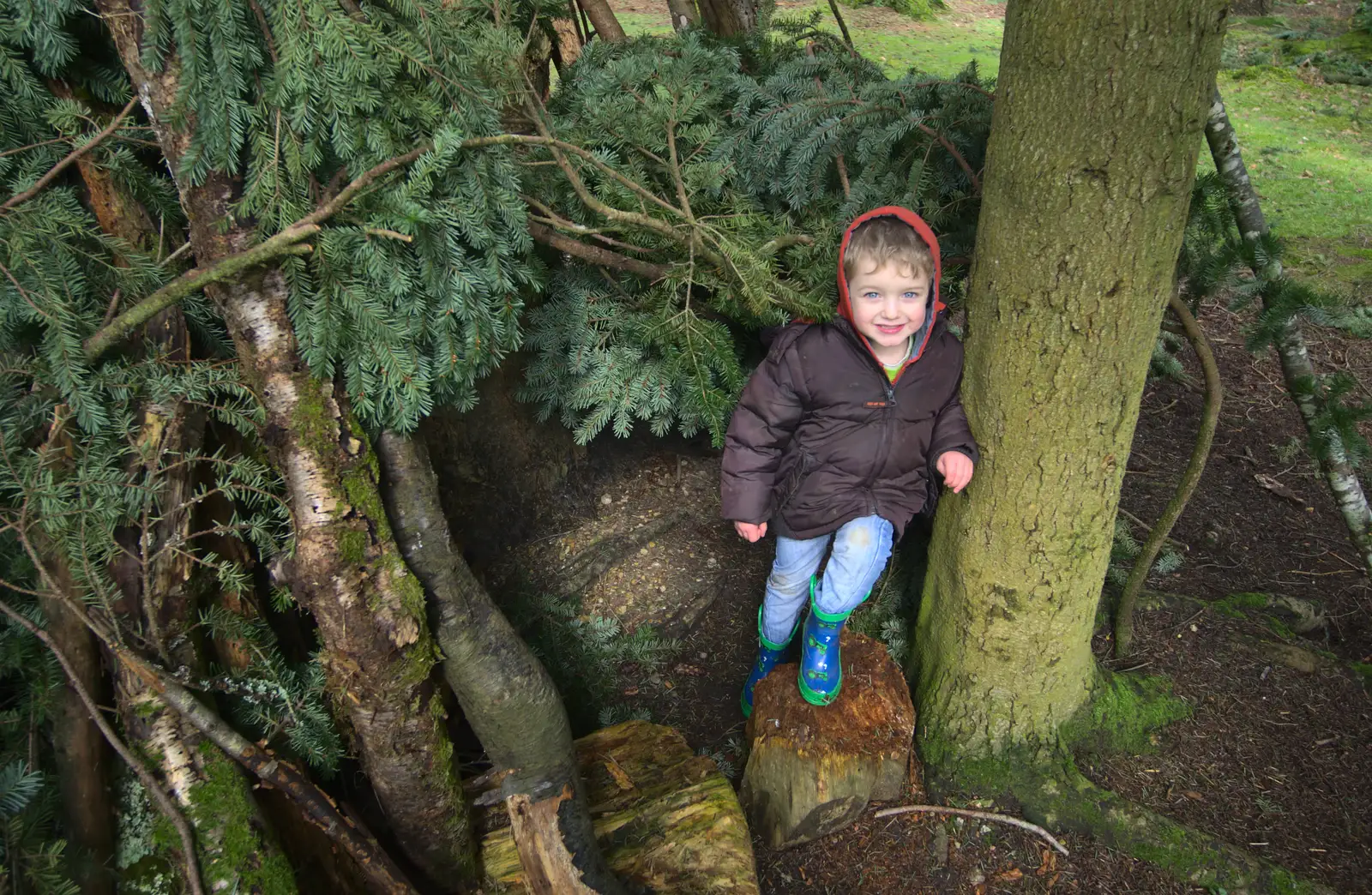 Fred on a tree stump, from The Ornamental Drive, Rhinefield, New Forest - 20th March 2013