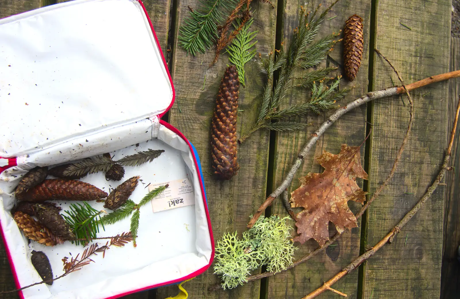 Fred's collection of woodland things, from The Ornamental Drive, Rhinefield, New Forest - 20th March 2013