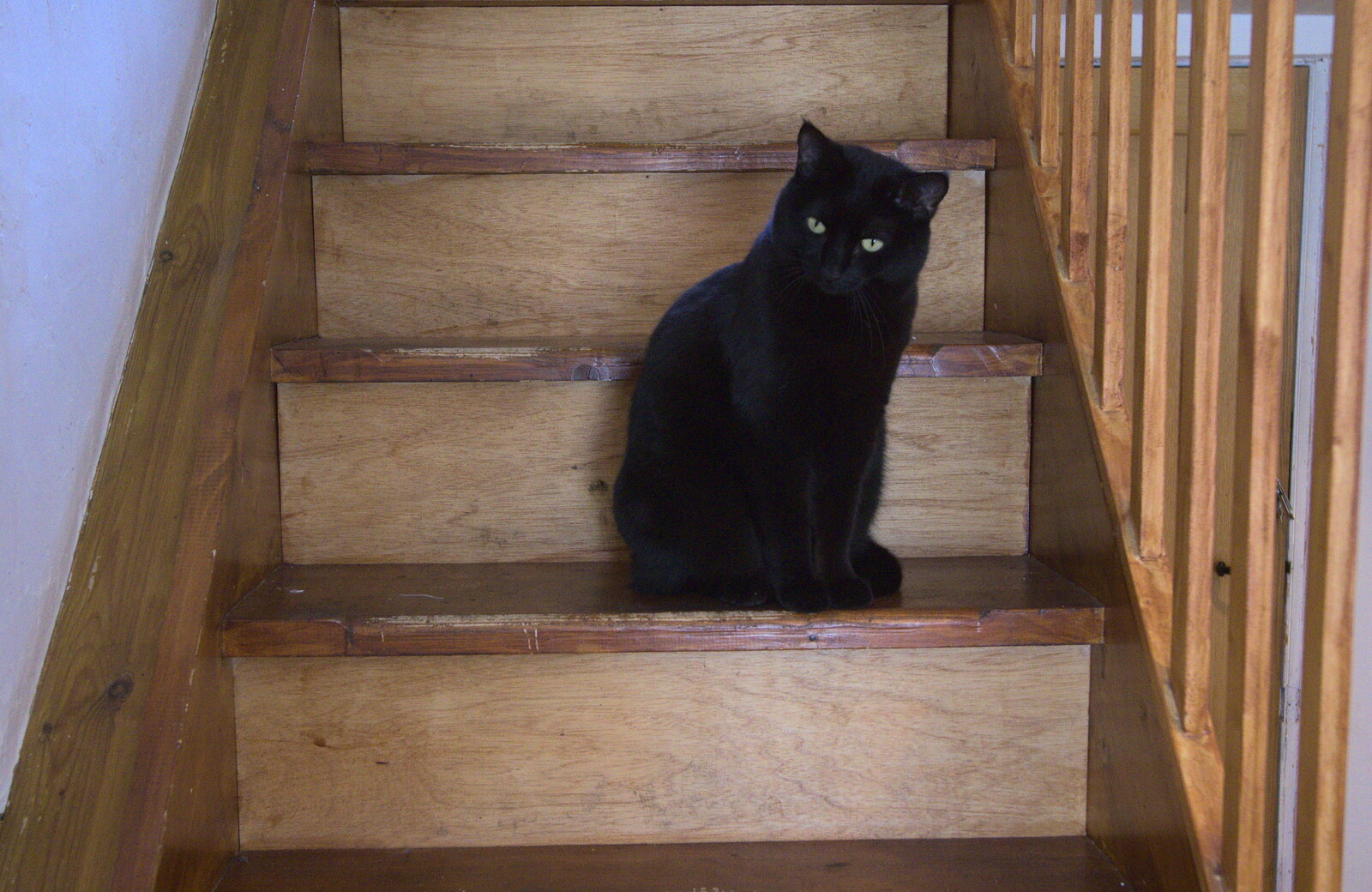 Millie - invisible cat - sits on the stairs from An Easter Visit from Da Gorls, Brome, Suffolk - 2nd April 2013