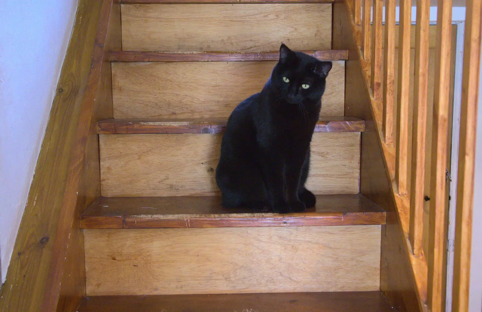 Millie - invisible cat - sits on the stairs, from An Easter Visit from Da Gorls, Brome, Suffolk - 2nd April 2013