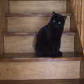 Millie - invisible cat - sits on the stairs, An Easter Visit from Da Gorls, Brome, Suffolk - 2nd April 2013