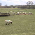 The sheep opposite Grandad's, A Walk at Grandad's, Bramford Dereliction and BSCC at Yaxley, Eye, Suffolk - 2nd April 2013