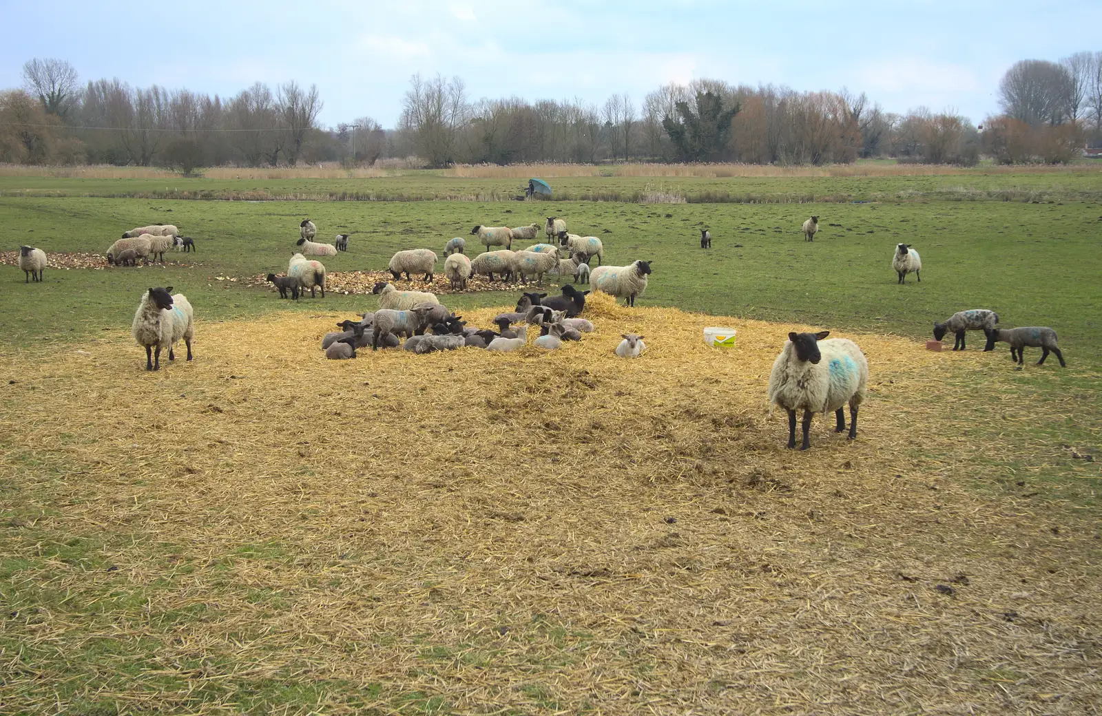 There's some sort of Sheep Creche going on, from A Walk at Grandad's, Bramford Dereliction and BSCC at Yaxley, Eye, Suffolk - 2nd April 2013