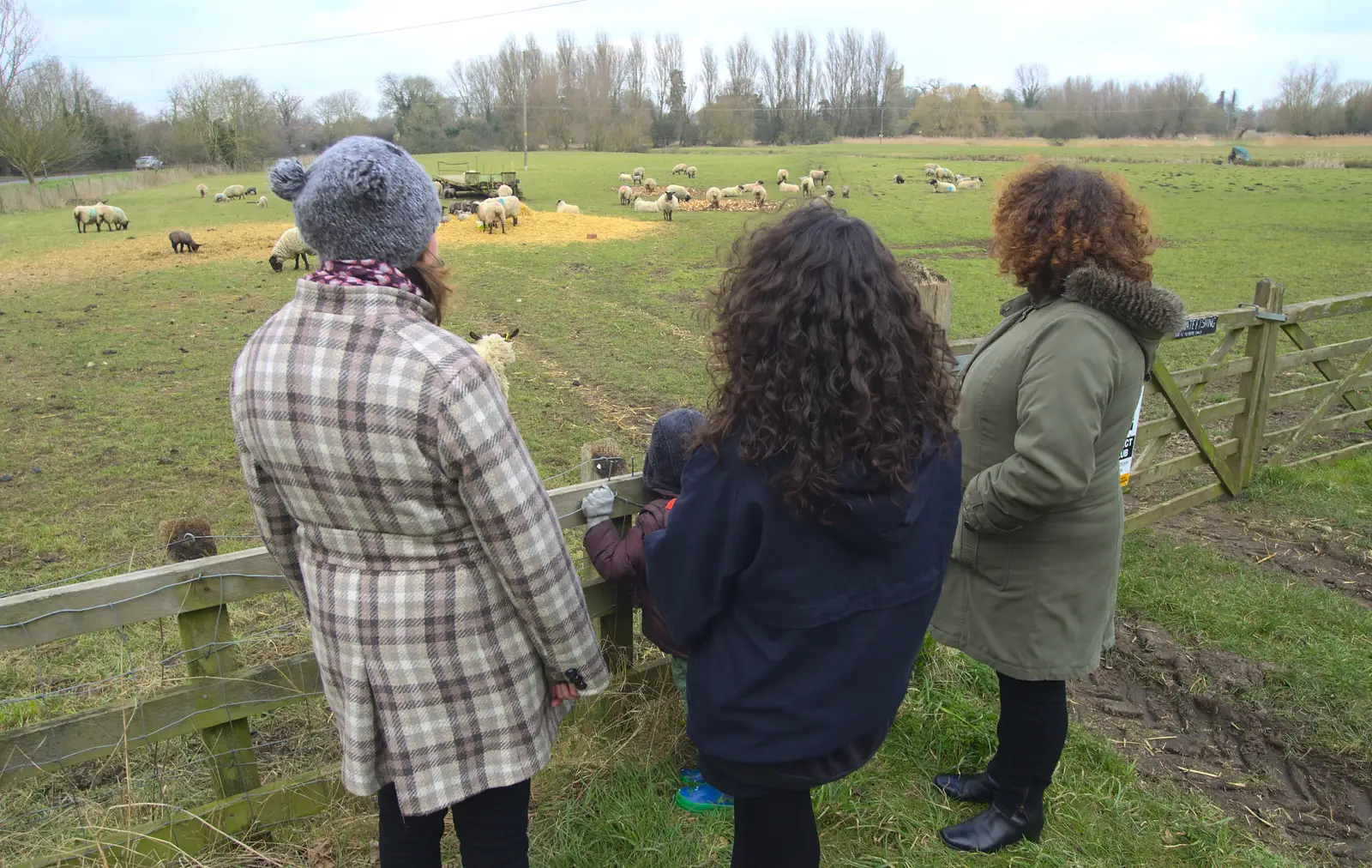 We stare at sheep for a bit, from A Walk at Grandad's, Bramford Dereliction and BSCC at Yaxley, Eye, Suffolk - 2nd April 2013