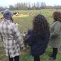 We stare at sheep for a bit, A Walk at Grandad's, Bramford Dereliction and BSCC at Yaxley, Eye, Suffolk - 2nd April 2013