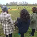 We stare at sheep for a bit, A Walk at Grandad's, Bramford Dereliction and BSCC at Yaxley, Eye, Suffolk - 2nd April 2013