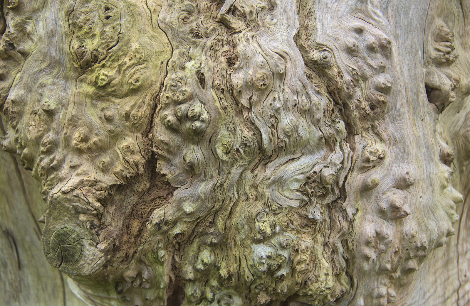 Cool knobbly oak bark from A Walk at Grandad's, Bramford Dereliction and BSCC at Yaxley, Eye, Suffolk - 2nd April 2013