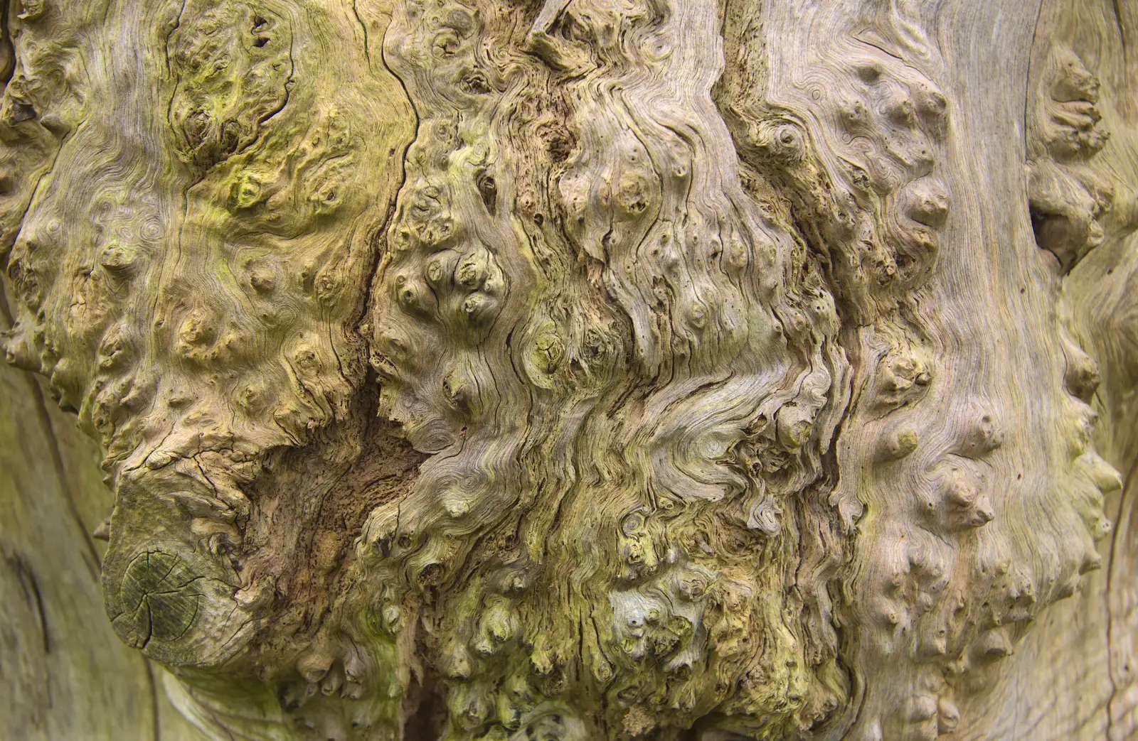 Cool knobbly oak bark, from A Walk at Grandad's, Bramford Dereliction and BSCC at Yaxley, Eye, Suffolk - 2nd April 2013