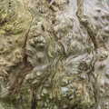 Cool knobbly oak bark, A Walk at Grandad's, Bramford Dereliction and BSCC at Yaxley, Eye, Suffolk - 2nd April 2013