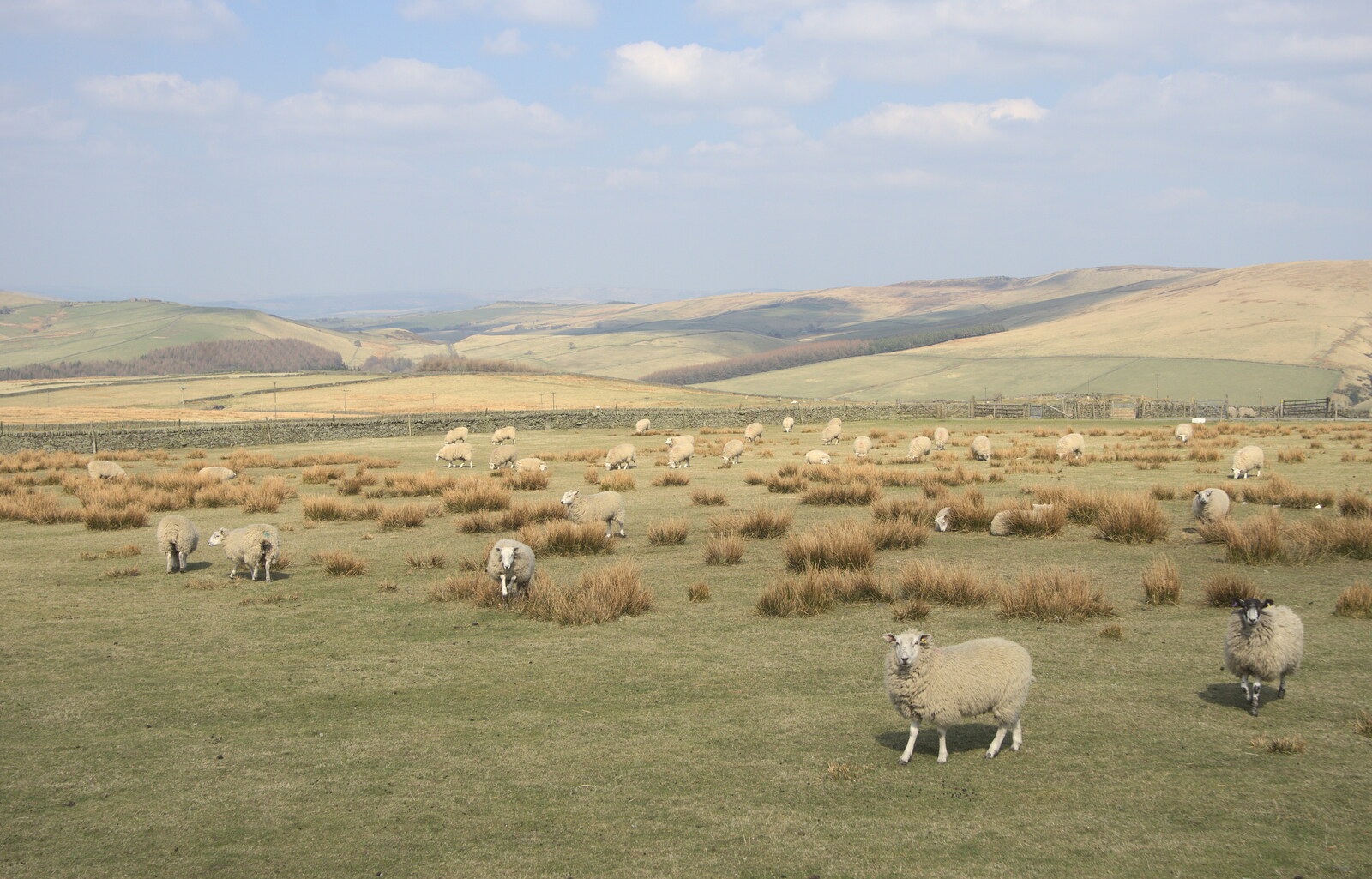 Derbyshire sheep on the Cat and Fiddle pass from Chesterfield and the Twisty Spire, Derbyshire - 19th April 2013
