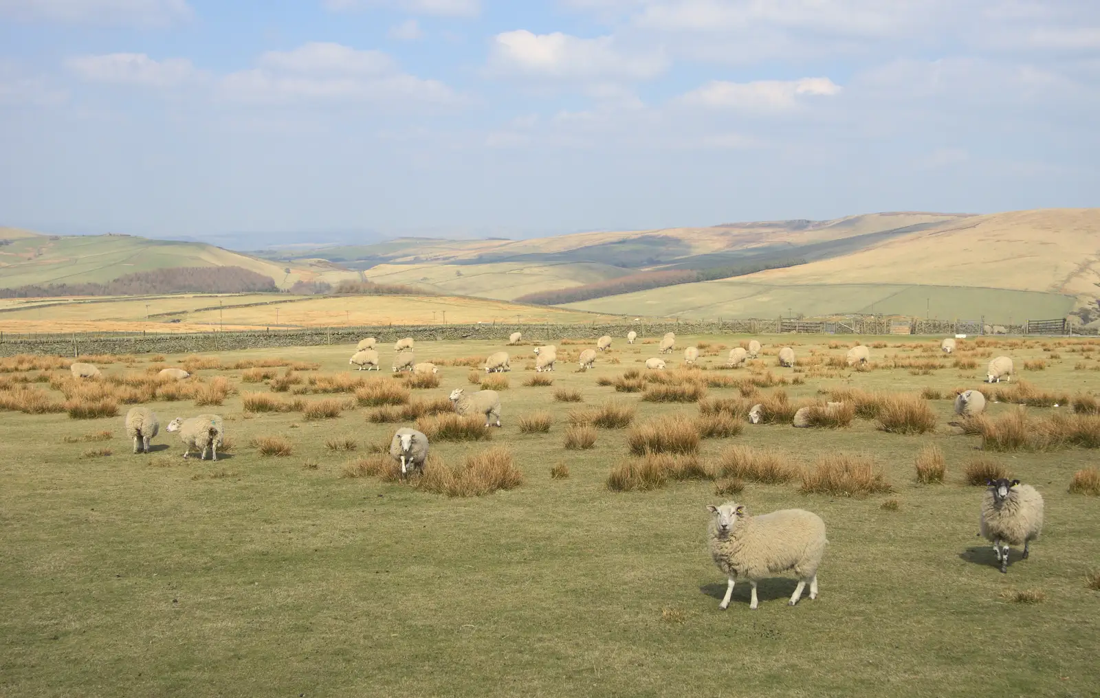 Derbyshire sheep on the Cat and Fiddle pass, from Chesterfield and the Twisty Spire, Derbyshire - 19th April 2013