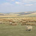 Derbyshire sheep on the Cat and Fiddle pass, Chesterfield and the Twisty Spire, Derbyshire - 19th April 2013