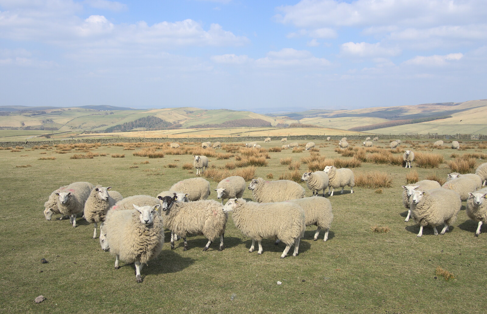 Curious sheep, Cat and Fiddle pass from Chesterfield and the Twisty Spire, Derbyshire - 19th April 2013