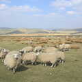 Curious sheep, Cat and Fiddle pass, Chesterfield and the Twisty Spire, Derbyshire - 19th April 2013