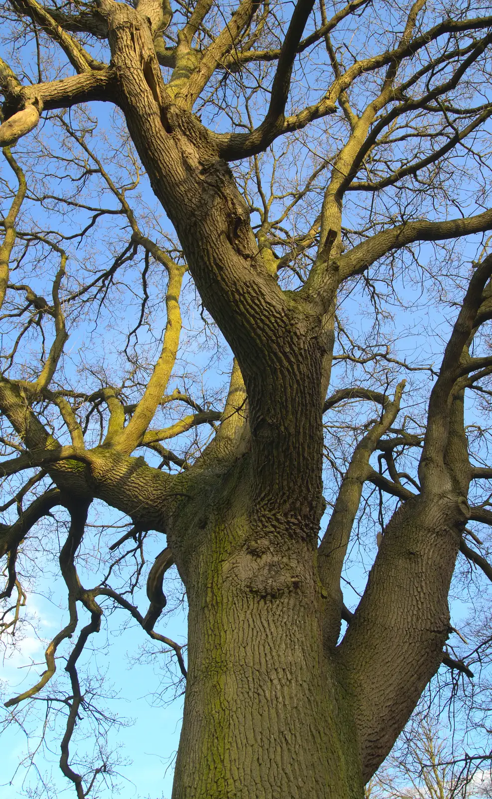 A dramatic tree, still mostly bereft of leaves, from Spammy's Birthday, The Swan Inn, Brome, Suffolk - 27th April 2013