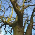 A dramatic tree, still mostly bereft of leaves, Spammy's Birthday, The Swan Inn, Brome, Suffolk - 27th April 2013