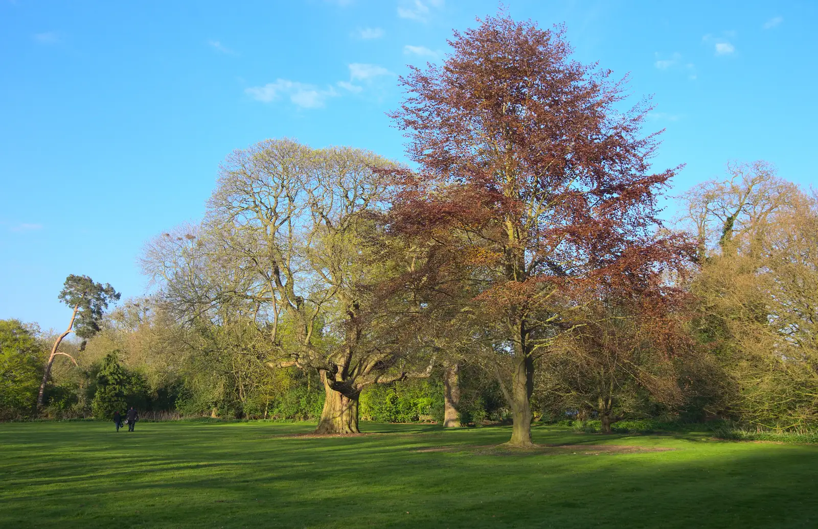 Springtime trees can sometimes look like Autumn, from Rosie and Henry's Birthday Party, Mellis, Suffolk - 5th May 2013