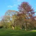 Springtime trees can sometimes look like Autumn, Rosie and Henry's Birthday Party, Mellis, Suffolk - 5th May 2013