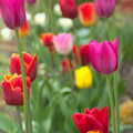 Colourful tulips in a flower bed, Bank Holiday Flowers, Brome, Suffolk - 6th May 2013