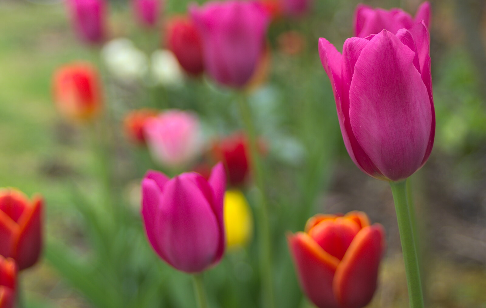 Close-up of Grandad's tulips from Bank Holiday Flowers, Brome, Suffolk - 6th May 2013