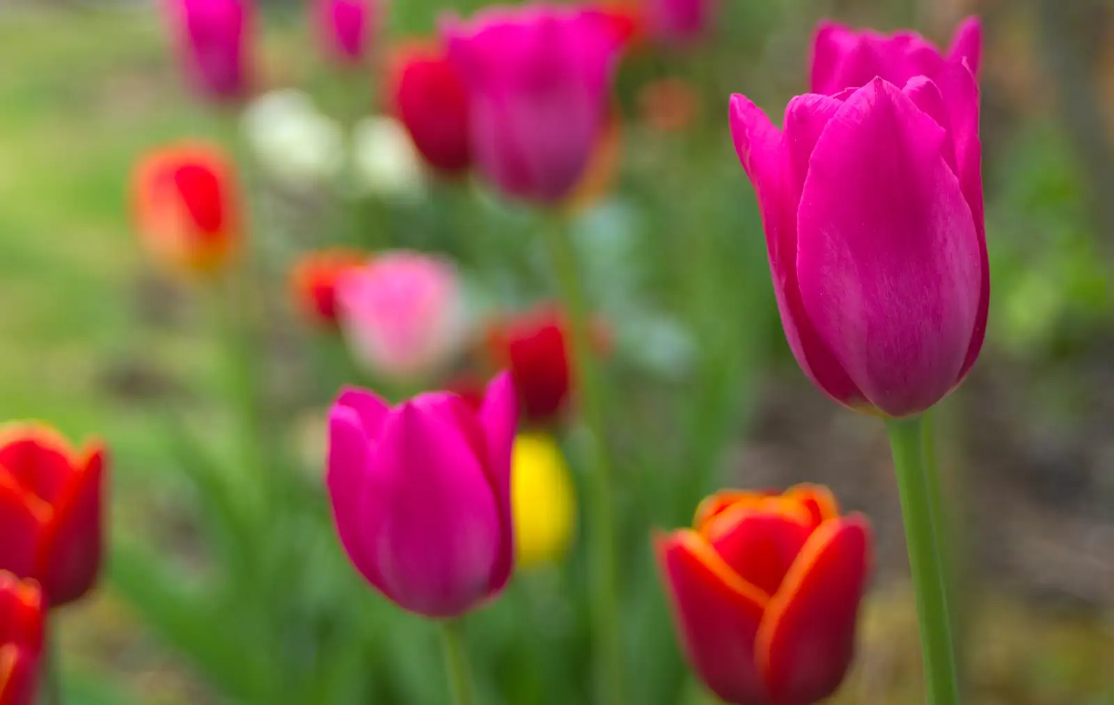 A close-up of Grandad's tulips, from Bank Holiday Flowers, Brome, Suffolk - 6th May 2013