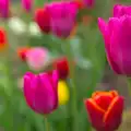 A close-up of Grandad's tulips, Bank Holiday Flowers, Brome, Suffolk - 6th May 2013